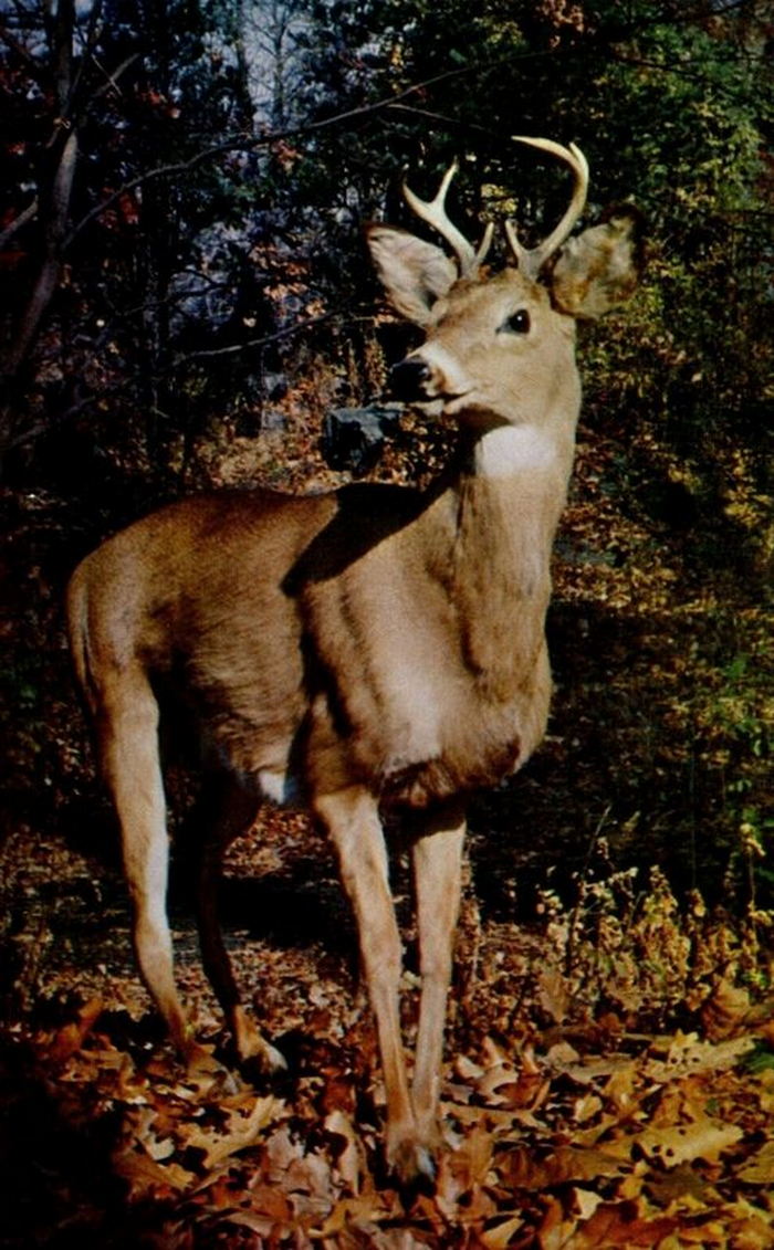 Underground Forest - Vintage Postcard (newer photo)